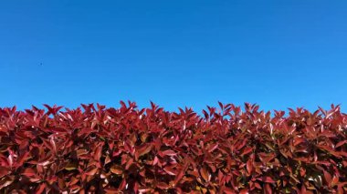 Photinia glabra (Kızıl Robin) kırmızı yapraklı çit mavi gökyüzünde baharda filizlenir
