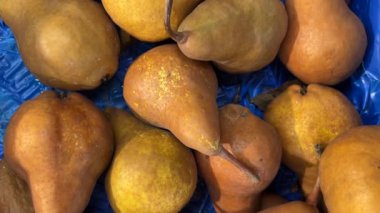 Kaiser çeşitliliği armutları, Bosc Pears üzerinde izleme çekimi üst görünümde mavi arkaplanda görüntülendi