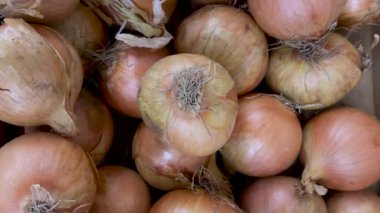 Manavda altın soğanlar sergileniyor. Sarı soğanların üzerinde karton sandıkta iz sürme atışı