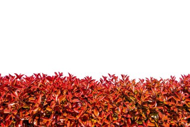 Kırmızı yapraklı Photinia glabra (Red robin) çiti baharda beyaza izole edilmiş ve kırpma yolu dahil olmak üzere beyazda filizlenir. Çerçeveleme için uygun