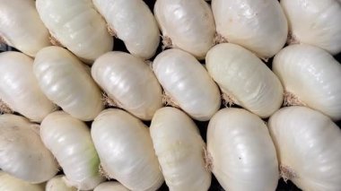 Beyaz soğanlar sandıkta düzgünce sergileniyor, yukarıdaki görüntüde takip ediliyor.