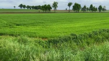 Po Vadisi, İtalya 'da Piedmont kırsalında genç buğday tarlası