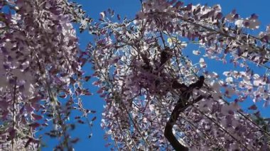 Wisteria mavi gökyüzünün altında çiçek açar. Güneş ışınları dalların arasında çekim yapar.
