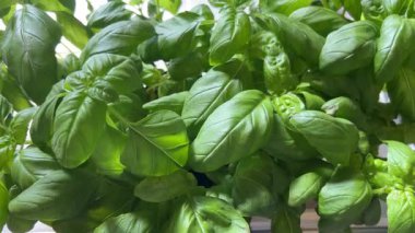 Yeşil yapraklı fesleğen bitkileri, fesleğen yapraklarının üstünde iz sürme çekimi.