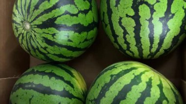 Karpuz kasalarında karpuzlar, markette sergilenen karpuz karpuzlarının izini sürme.