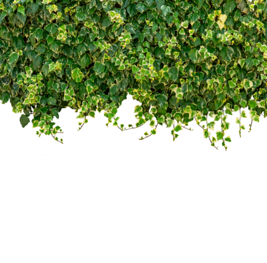 Yüksek sınır olarak yeşil yapraklı sarmaşık dalları izole