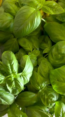 Taze yeşil fesleğen bitkileri, yeşil fesleğen yaprakları üzerinde dikey iz sürme çekimi.