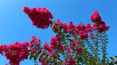 Krep mersin ağacı çiçek açan dallar, koyu mor çiçekler, mavi gökyüzünde rüzgarla hareket eden çiçekler.