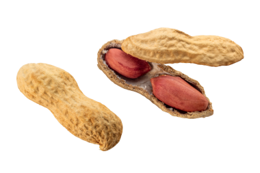 Tam ve açık yer fıstığı veya yerfıstığı kabuğu izole edilmiş.