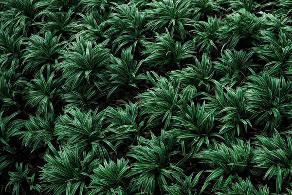 Yerde Yeşil Bitki Arkaplan — Stok fotoğraf