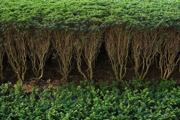 Árboles Extraños Bosque — Foto de Stock
