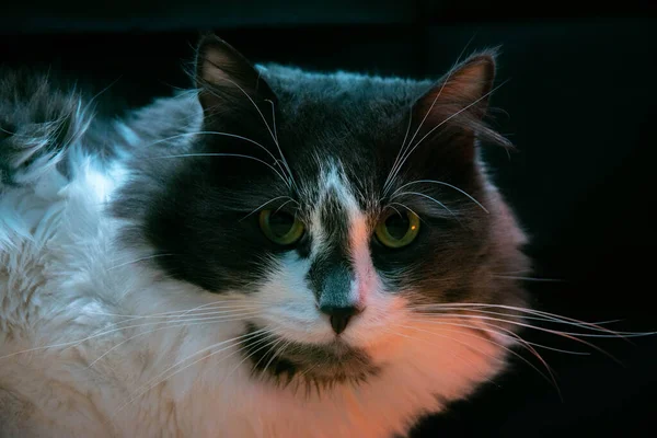 A black and white cat looks at the camera against a black background