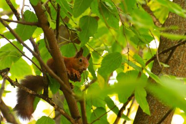 Bir kırmızı sincap, yaz ormanında parlak yeşil yapraklar ve doğal güneş ışığı ile çevrili bir ağaç dalına tutunur. Vahşi yaşam ya da doğa temalı projeler için mükemmel bir çekim..