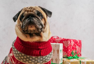 Hoş kırmızı bir tatil kazağı giyen çekici bir pug, güzel paketlenmiş Noel hediyelerinin önünde poz veriyor, iç açıcı bir festival sahnesi yaratıyor..