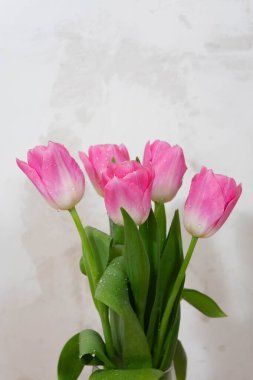 Bir ışık duvarının arka planında, yaprakların üzerinde çiy damlaları olan pembe laleler. Bahar çiçeklerinin tazeliği ve güzelliği