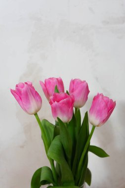 Açık arkaplanda yeşil yapraklı parlak pembe laleler. Bahar havasını ve uyumu çağrıştıran doğal ve zarif bir kompozisyon.