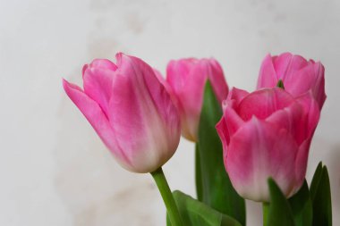 Açık arkaplanlı yeşil yapraklı hassas pembe lalelerin yakın çekimi. Baharın cazibesi ve romantizmin her yaprağında.