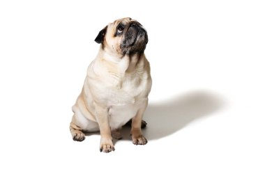 Tatlı bir köpek, beyaz bir arka planda oturur ve yukarıya bakar. Kısa kürkü ve ağızlık üzerindeki karakteristik kırışıklıklar özel bir cazibe yaratıyor..