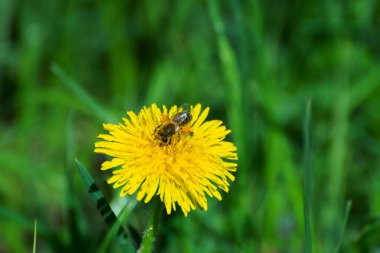 Yeşillik bir tarlada canlı sarı bir karahindibanın nektarını toplayan bir arı. Arı ve çiçeğin karmaşık ayrıntıları polen taşıyıcıların doğadaki hayati rolünü vurgular..