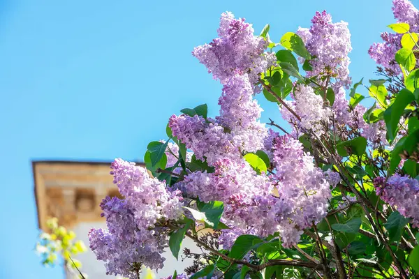 Açık mavi gökyüzüne karşı çiçek açan canlı leylak çiçekleri. Arka planda mimari bir ipucu var. Görüntü, ilkbaharda doğanın güzelliğini yakalar..