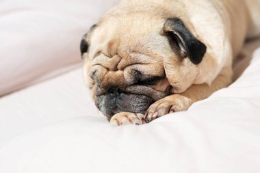 Açık tenli, yumuşak, açık renkli bir yüzey üzerinde huzur içinde uyuyan köpeğe yakın çekim, başınızı patilere yaslayın, rahat yüz ifadesi, rahat ev ortamları, evcil hayvan yaşam tarzı ve konfor konsepti