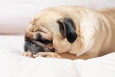 Beyaz arka planda dinlenen açık tenli köpeğe yakın çekim, patilerde baş, huzurlu ortam, kapalı ortam, kompakt cins, evcil hayvan rahatlama konsepti, hayvan bakımı ve yaşam tarzı temaları için uygun.