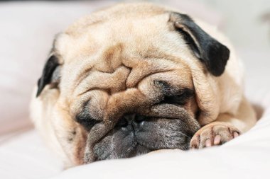 Yumuşak yüzeyde uzanan açık tenli köpeğe yakın çekim, gözler kapalı, rahat duruş, kapalı ortam, pürüzsüz kürk, buruşuk yüz, huzurlu ruh hali, hayvan bakımı, yaşam tarzı ve hayvan teması için uygun.