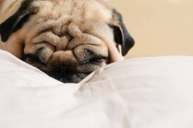 Açık renkli bir yastığın üzerinde uyuyan pug köpeğinin yakın çekimi, buruşuk yüz ve kapalı gözler görünür, yumuşak ışıklandırma, rahat ev ortamları, huzurlu ruh hali, evcil hayvan yaşam tarzı konsepti