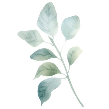 Suluboya elle boyanmış çiçek çizimi. Çiçek süsleme elementleri beyaz arkaplanda izole