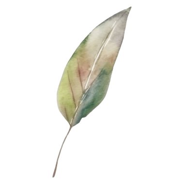 Çiçek dekorasyonu seti. Renkli çiçekli, yapraklı, dallı botanik düzenlemeleri. Düğün için çiçek unsurları, tebrik kartı ya da logo kompozisyon tasarımı. Vektör illüstrasyonu