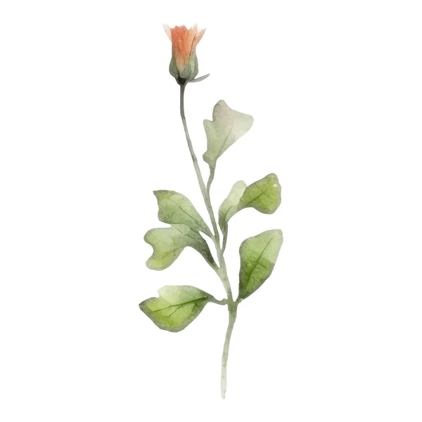 植物装饰套件 植物排列与五彩缤纷的花朵 用于婚礼 贺卡或标志构图设计的花卉元素 矢量说明 — 图库矢量图片