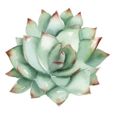 Kaktüs Suluboya Resimleri. Kaktüs ve Kaktüs Baskı Elementleri