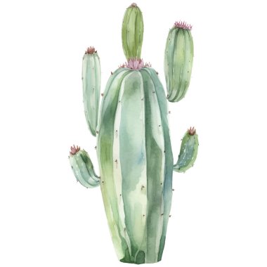 Kaktüs Suluboya Resimleri. Kaktüs ve Kaktüs Baskı Elementleri