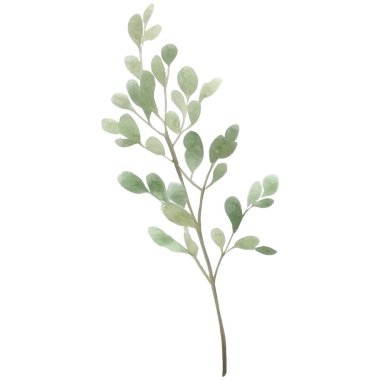 Taze bitkilerin suluboya koleksiyonu. İzole edilmiş mutfak bitkileri çizimi