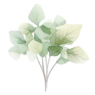 Taze bitkilerin suluboya koleksiyonu. İzole edilmiş mutfak bitkileri çizimi