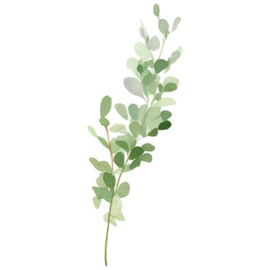 Taze bitkilerin suluboya koleksiyonu. İzole edilmiş mutfak bitkileri çizimi