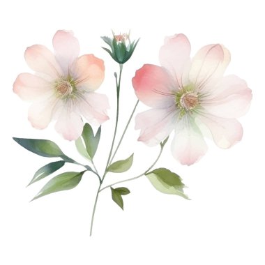 Suluboya elle boyanmış çiçek çizimi. Çiçek süsleme elementleri beyaz arkaplanda izole