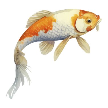 Suluboya el resmi Koi Balığı Çizimi. Beyaz arkaplanda Japon tarzı elementler izole edildi