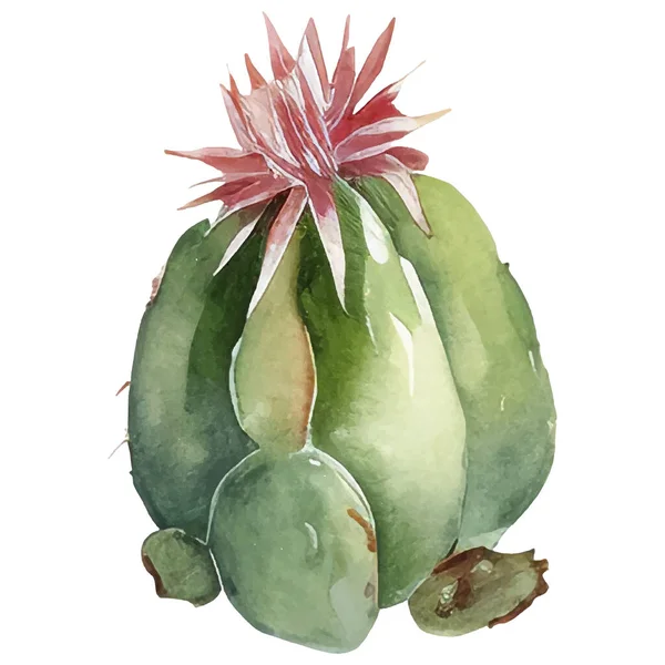 Cactus Watercolor Illustration Succculent Cacti Prints Elements — 스톡 벡터