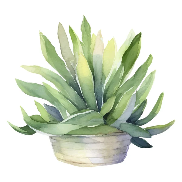 Cactus Watercolor Illustration Succulent Cacti Imprime Elementos —  Vetores de Stock
