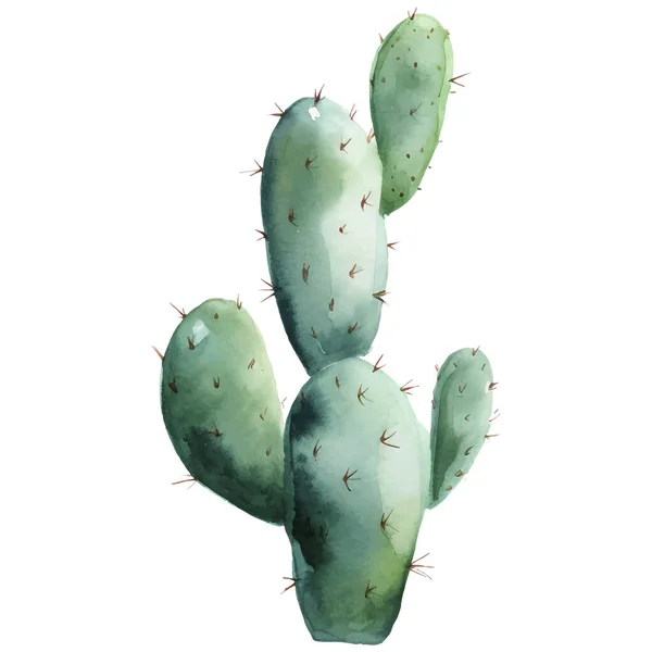Cactus Illustration Succulent Cacti Cetak Elemen - Stok Vektor