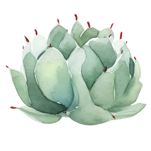 Cactus Watercolor Illustration Socculent Και Cacti Στοιχεία Εκτύπωσης — Διανυσματικό Αρχείο