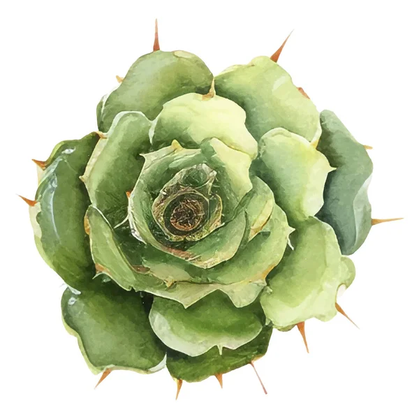 Cactus Acuarela Ilustración Elementos Impresión Cactus Cactus — Archivo Imágenes Vectoriales