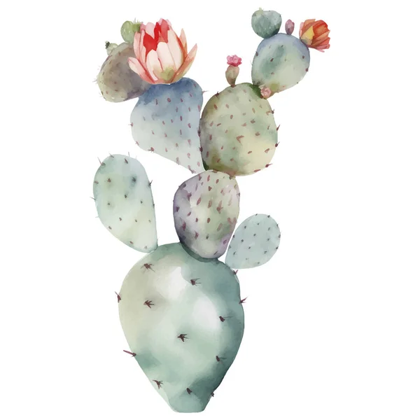 Kaktusové Akvarelové Ilustrace Sukulentní Kaktusové Prvky — Stockový vektor