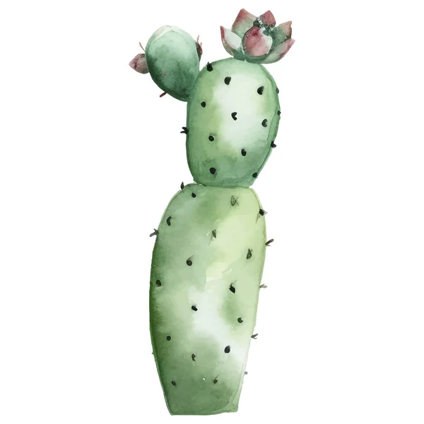 Illustrazione Acquerello Cactus Elementi Stampa Succulenti Cactus — Vettoriale Stock