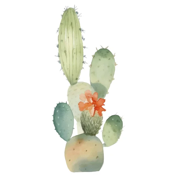 Cactus Aquarel Illustratie Sappige Cactussen Prenten Elementen — Stockvector