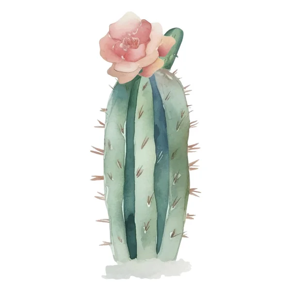 Illustration Aquarelle Cactus Éléments Impression Ucculents Cactus — Image vectorielle
