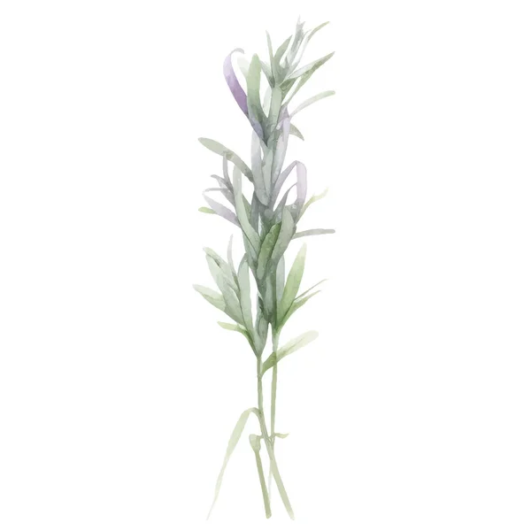 Акварельная Коллекция Свежих Трав Изолированные Кухонные Травы — стоковый вектор