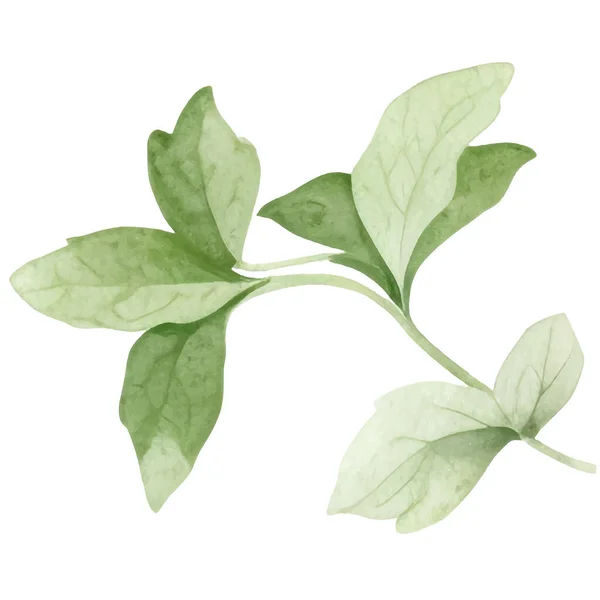 Akvarell Gyűjtemény Friss Gyógynövények Izolált Konyhai Fűszernövények Illusztráció — Stock Vector