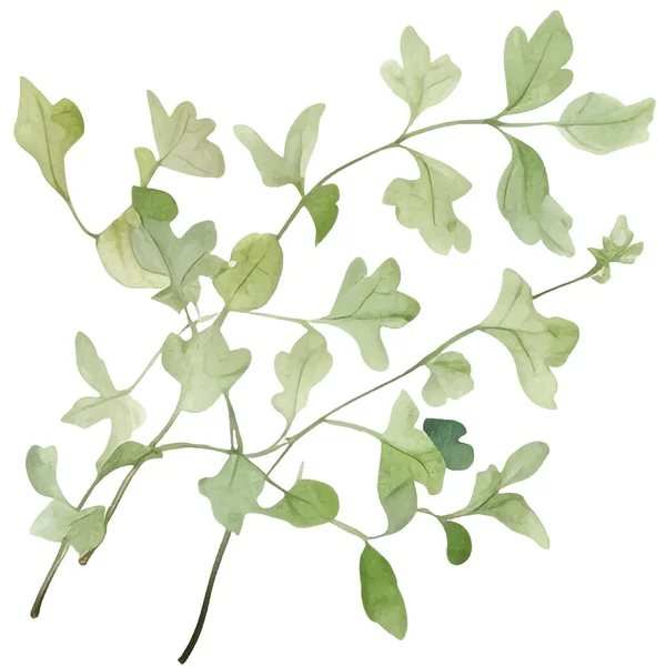 Akvarell Gyűjtemény Friss Gyógynövények Izolált Konyhai Fűszernövények Illusztráció — Stock Vector